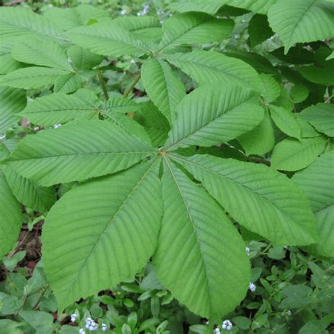 Aesculus Hippocastanum Horse Chestnut Tree Free Delivery