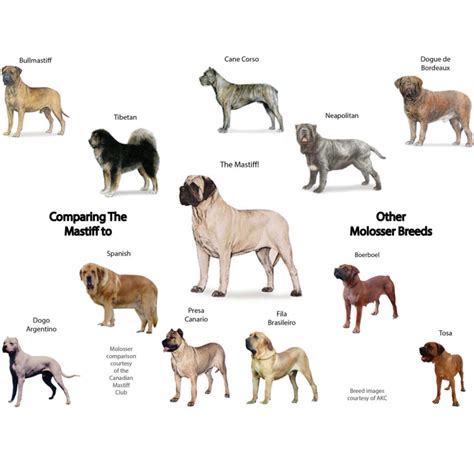 How Many Types Of Mastiff Dogs Are There