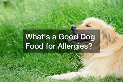 Whats A Good Dog Food For Allergies Bright Healthcare