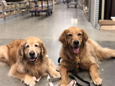 Good Puppers At The Hardware Store Today Hardware Store Hardware Today