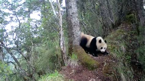 Cuteness Alert Wild Giant Panda Smells The Tree Cgtn