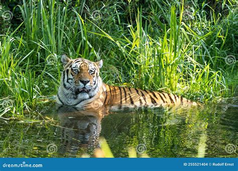 The Siberian Tigerpanthera Tigris Altaica In A Park Stock Photo