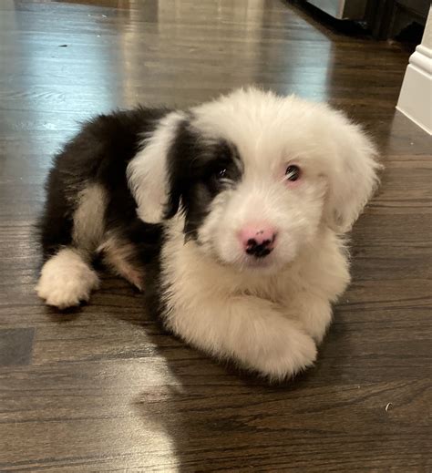 Old English Sheepdog Puppies For Sale Frisco Tx 318624