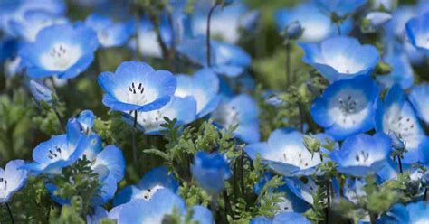 Baby Blue Eyes Flower Care Growing The Nemophila Menziesii