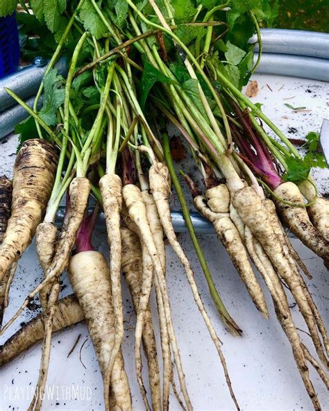 While Cleaning Up The Garden This Weekend I Found These Parsnips I