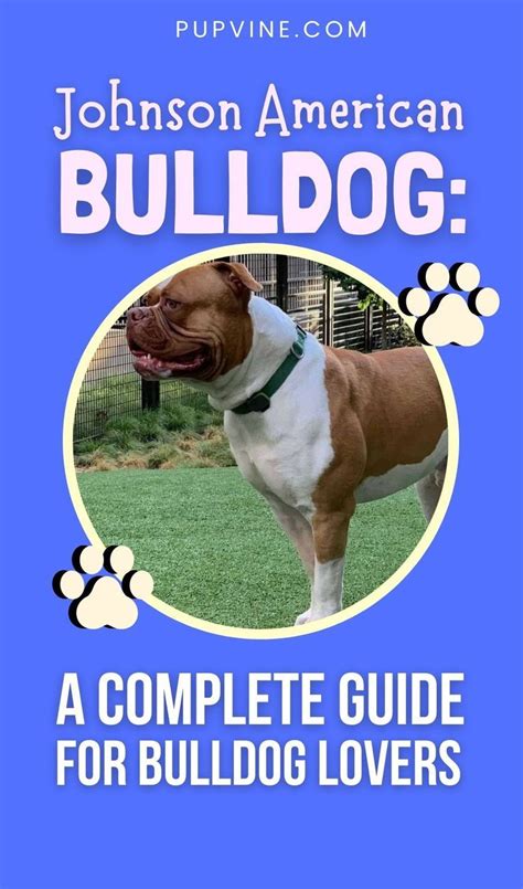 Johnson American Bulldog A Complete Guide For Bulldog Lovers Johnson