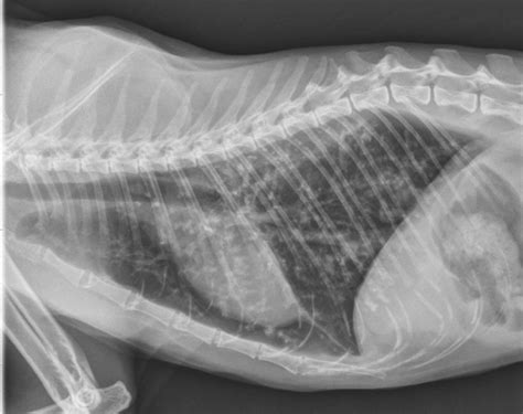 Disease of the heart valves (causing 'leaky' valves which prevent the heart functioning normally) are an important and common cause of heart disease in humans and in dogs, but this is rarely seen in cats. Cat Asthma Chest X Ray - Asthma Lung Disease