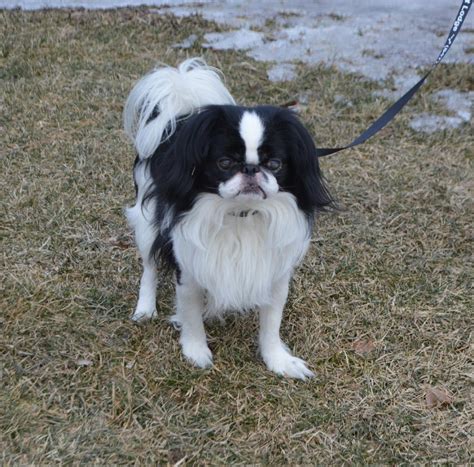 We Need Homes Japanese Chin Care And Rescue Effort