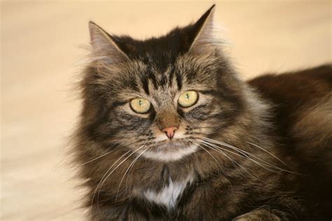 Keeping your cat's long coat free from shedding hair, tangles, and mats is a labor of love, but it's worth it to sit back and look at your cat in all their beauty! Free Long-haired cat 2 Stock Photo - FreeImages.com