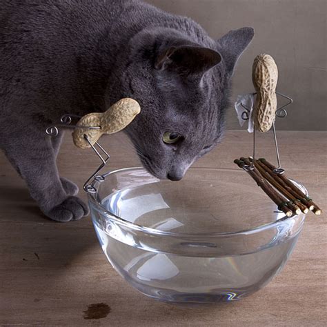 Pins explaining what cats can and can't eat belong here. Can Cats Eat Peanuts? - Catster