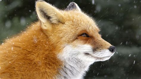 Fox Tales Full Episode Nature Pbs