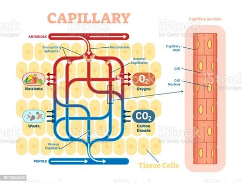 Ilustración De Diagrama De Ilustración Vector Esquemática Anatomía