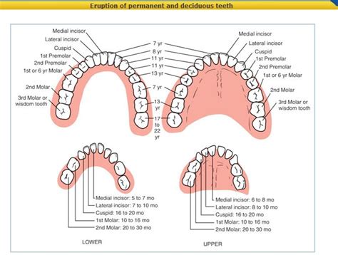 Eruption Of Teeth Nclex Best Way To Study Wisdom Teeth