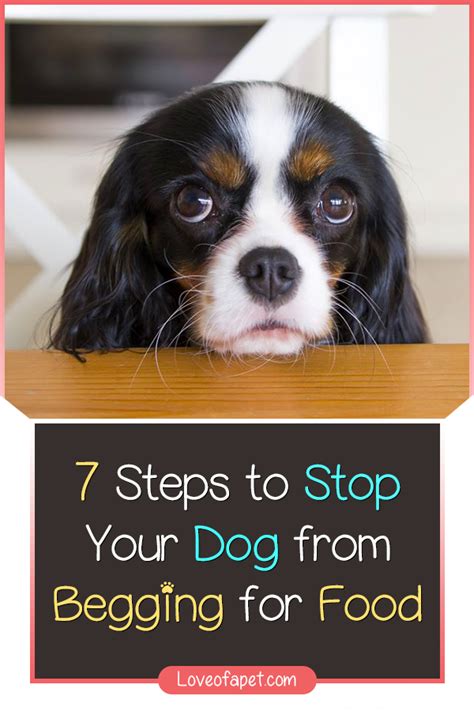 How To Stop A Dog From Begging 7 Easy Steps Love Of A Pet Dog
