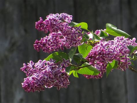 New Hampshire State Flower Purple Lilac Syringa Vulgaris