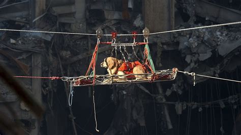 Dogs Of 911 Search And Rescue Canines Worked Tirelessly