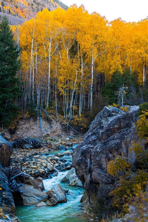 Quaking Aspen Trees Leaves Forest Wallpapers Wallpaper Cave