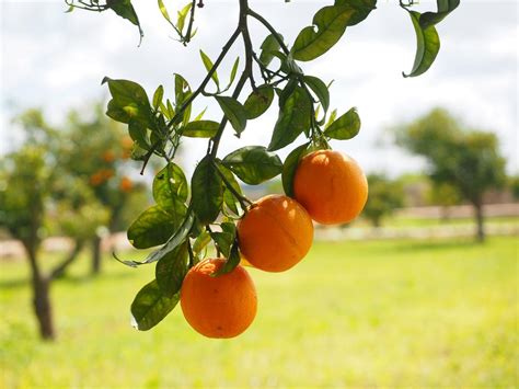 Citrus Oranges Fruits Tree Free Image Download