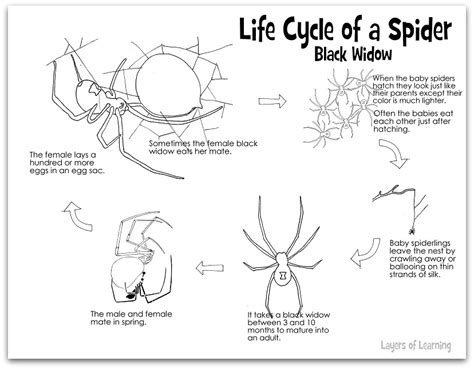 11 Best Images Of Spider Life Cycle Worksheet Black Widow Spider Life