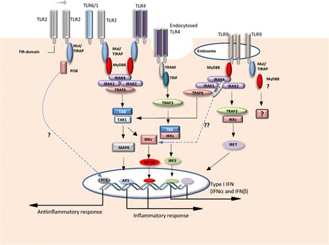Tlr Pathway Is Exemplified By The Esquematic Representation Of Tlr Download Scientific