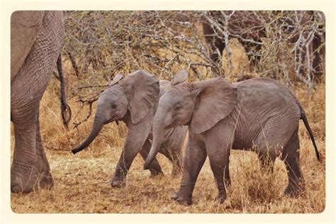 Free Images Nature Wildlife Wild Herd Africa Mammal Fauna