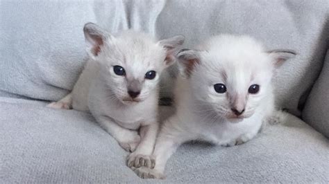 Balinese Cats For Sale Mobile Al 153552 Petzlover