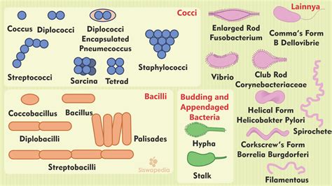 Bentuk Bakteri Dan Contohnya Homecare
