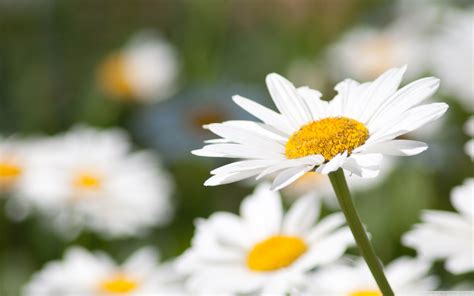 Free Download Daisy Wallpapers 35 Daisy Hd Wallpapers