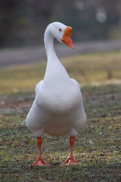 White Chinese Goose Project Noah