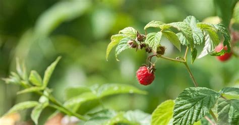 Explore Minnesotas Great Outdoors By Foraging Foraging Wild Edibles