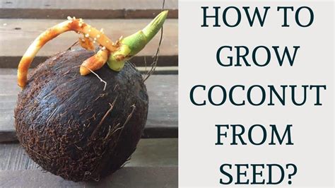 How To Grow Coconut Tree From Seed Coconut Germination And Propagation