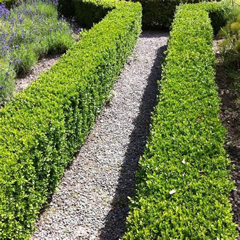 10 X Buxus Sempervirens Common Box Bushy Evergreen Hedging Plant In Pot