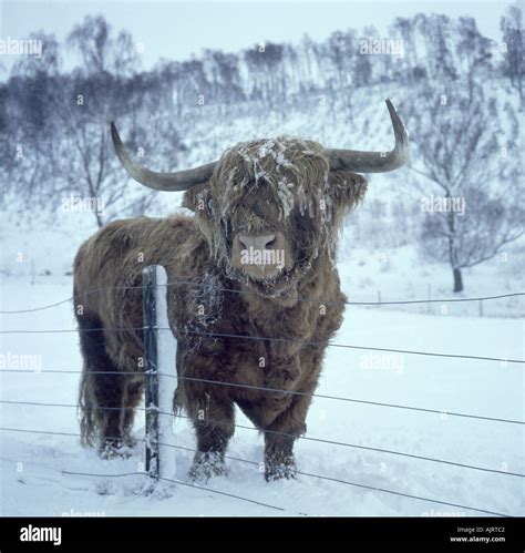 Highland Cattle In Winter Snow Stock Photo Royalty Free Image 4832449
