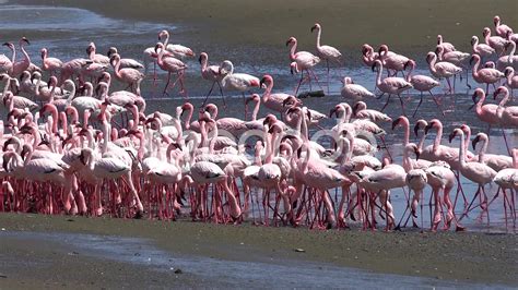 Flamingos In Walvis Bay Namibia Stock Footage Ad Baywalvis