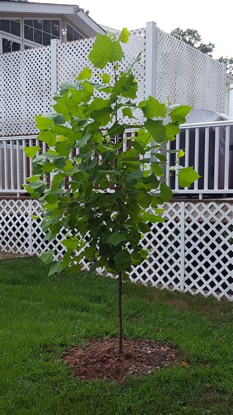 American Sycamore Trees For Sale
