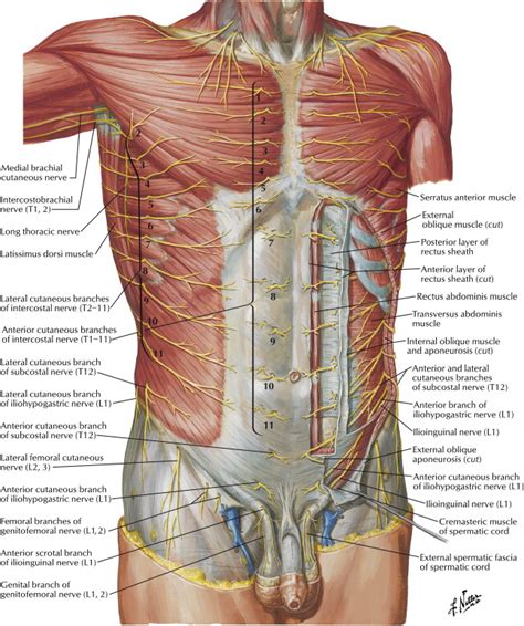 √ abdominal cutaneous nerve entrapment syndrome
