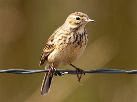 Birds Of The World Wagtails Pipits Motacillidae