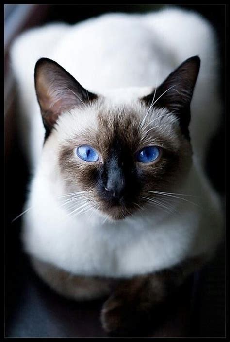 Beautiful Siamese This Is Exactly What My Lucas Looks Like I Love