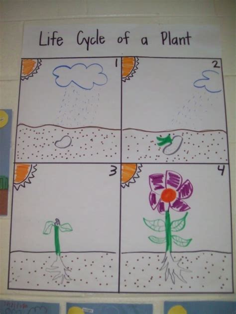 The life cycle of a star is similar to the life cycle of a human because both humans and stars are born and die. CHES PRESS: Plant Life Cycle
