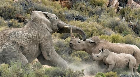 Elefante Vs Rinoceronte Lucha De Gigantes Rhino Africa Blog