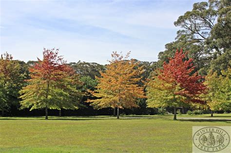 Winter Hill Tree Farm Oak Pin Oak — Quercus Palustris