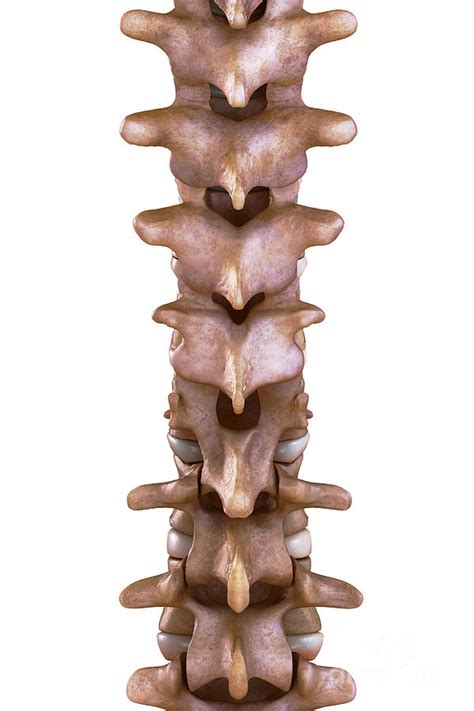 Thoracic Spinal Bones Photograph By Science Picture Co Fine Art America