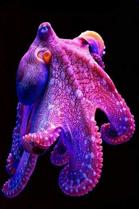 Octopus Ocean Creatures Beautiful Sea Creatures Sea Animals