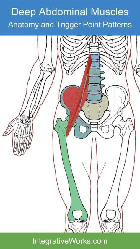 Psoas Minor Functional Anatomy Trigger Points Trigger Point Therapy Muscle Anatomy