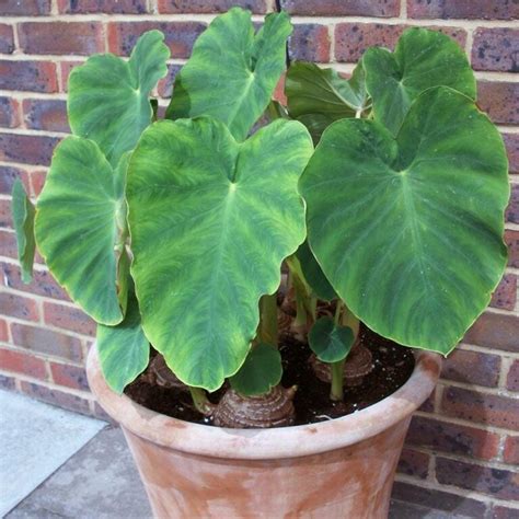 Colocasia Elephant S Ears Hello Hello Plants