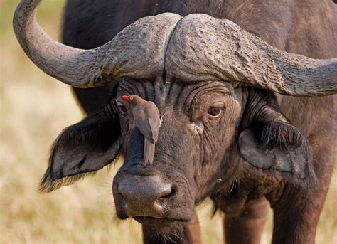 Oxpecker Types Diet And Facts Britannica