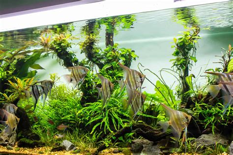 Can River And Pond Plants Thrive In A Freshwater Aquarium Plant