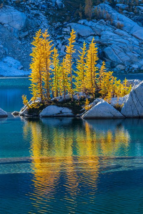 Backlit Alpine Larches At Crystal Lake In The Enchantments