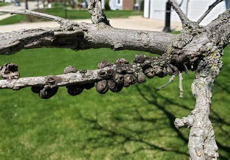 Are Your Oak Trees Infected With Oak Gall American Tree Experts