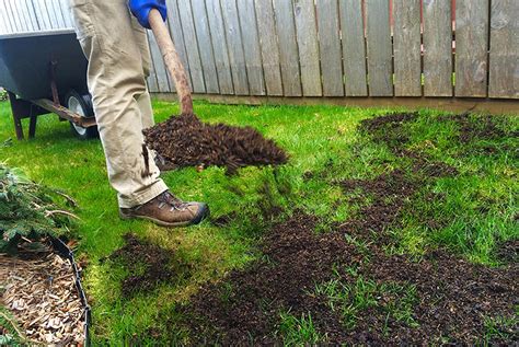 How To Fix A Bumpy Lawn Nice And Precise Lawn Care Services
